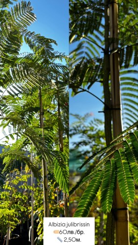 albizia julibrissin 60